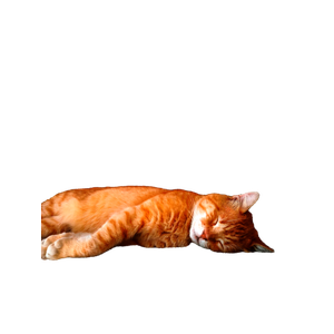 Orange Tabby Cat Peacefully Sleeping On Stone Steps In İStanbul, TüRkiye. 17541 - Cat PNG image with transparent background